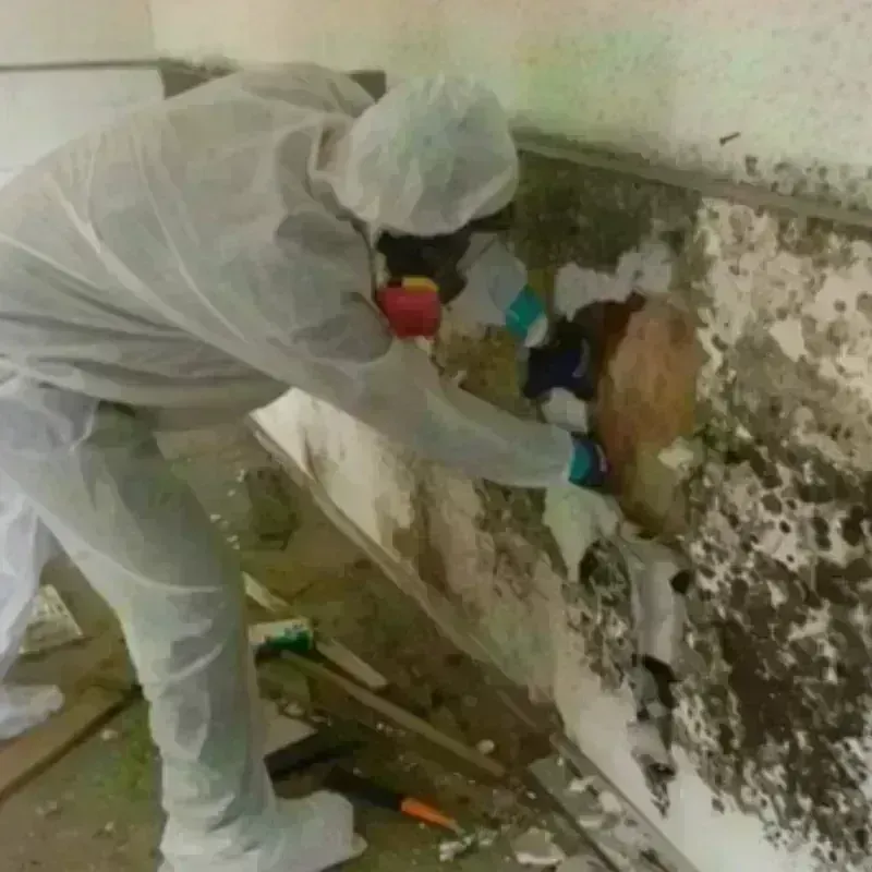 Mold Remediation and Removal in Mason County, KY